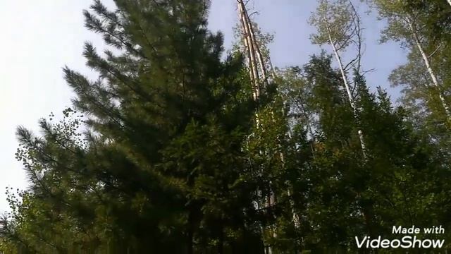 Шишка Кедрач Голубика Черника 720p смотреть онлайн