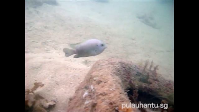 Подводное царство Часть 2