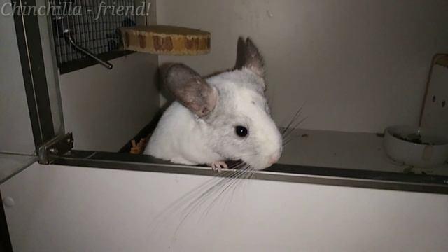 Сколько живут шиншиллы? Есть ли у них глисты? смотреть онлайн