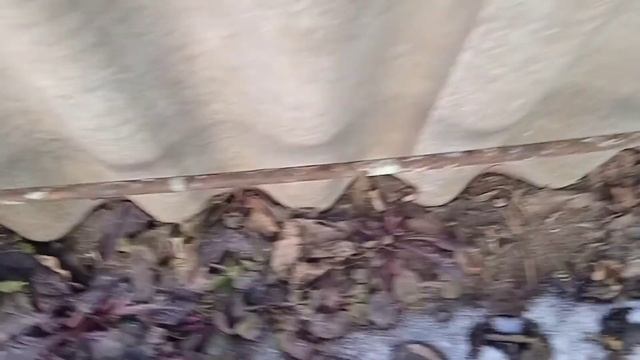 вечнозелёные растения в моём саду.15.02.22 смотреть онлайн