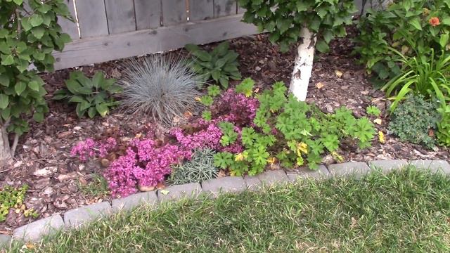 Planting perennials for a dry area смотреть онлайн