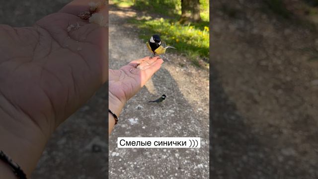 #синица #кисловодск #парк смотреть онлайн