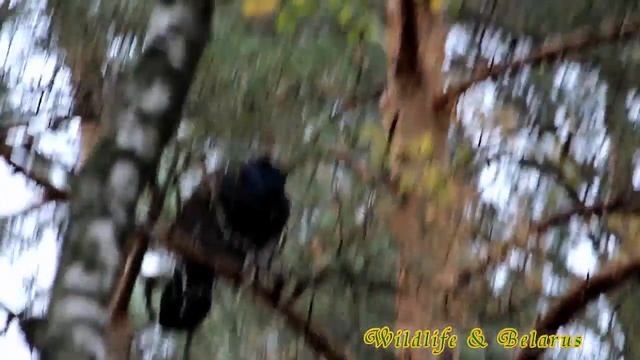 глухарь чистить перья - grouse feathers clean - wildlife смотреть онлайн