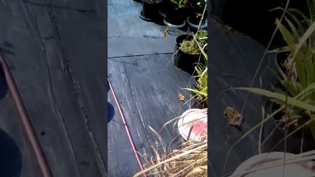 Working on Lemongrass , and other things around the greenhouse смотреть онлайн