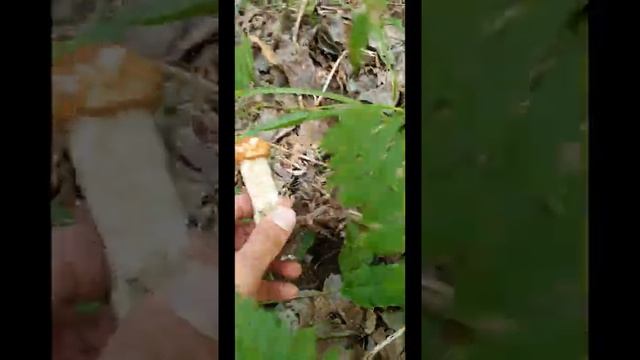 #похід по гриби@@mushroom hunting@ смотреть онлайн