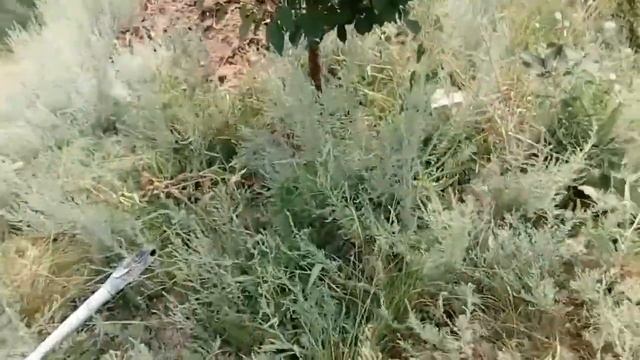 Йо́шта (йошта) - вкусная ягода смотреть онлайн