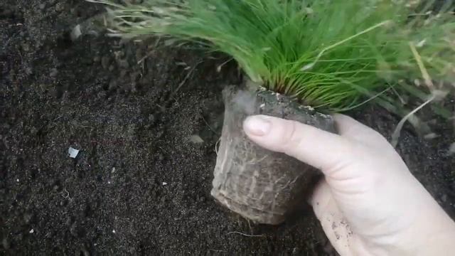 Изолепис: размножение и пересадка "парящих сердец" смотреть онлайн