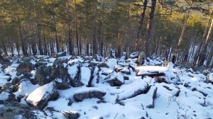 Охота на кабаргу с подхода. Hunting for musk deer from the approach.