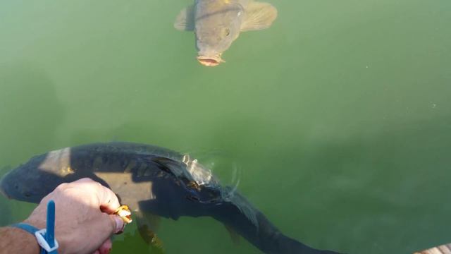 +38 Deutschland .Жарко даже рыбе !Вот так кайфует рыба в Германии 😃 смотреть онлайн