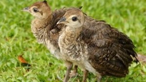 Разведение и содержание павлинов как бизнес идея