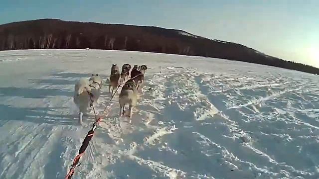 Катания на упряжке. 8 собак смотреть онлайн