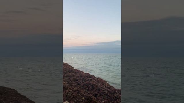 Море в Евпатории. Февраль 2022. Звук моря. Водоросли. Погода на море зимой смотреть онлайн