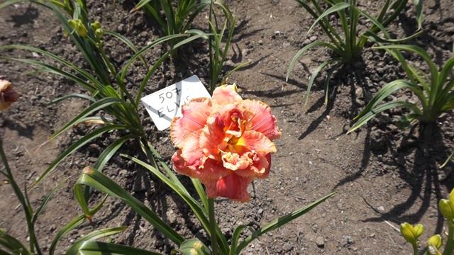 Лилейник DOROTHY AND TOTO 02.07.2015 смотреть онлайн