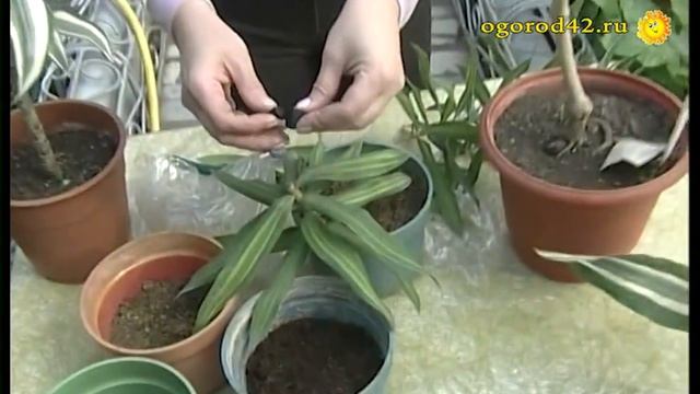 Черенкование цветка дракона - драцены смотреть онлайн