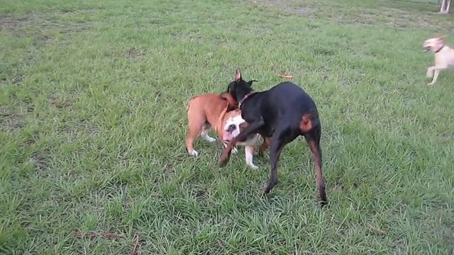 Doberman and English Bulldog playing in the park смотреть онлайн