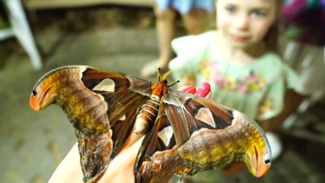 САД БАБОЧЕК В ДУБАЕ! BUTTERFLY GARDEN IN DUBAI! смотреть онлайн