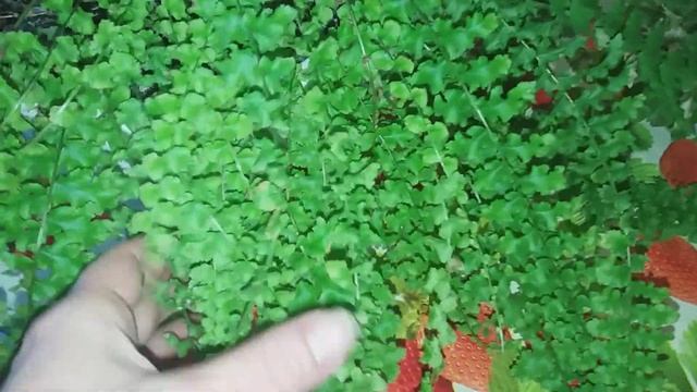 Папоротники смотреть онлайн