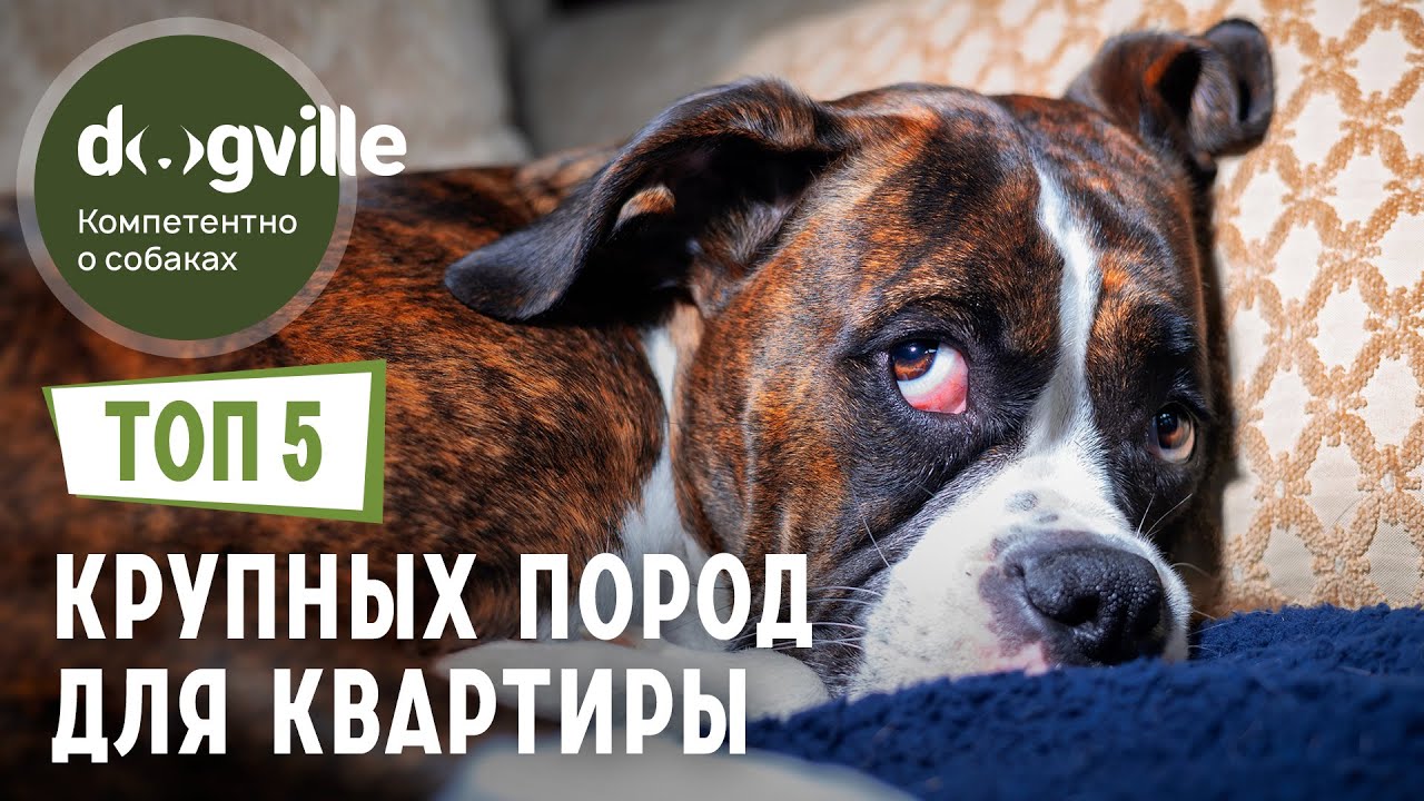 ТОП 5 КРУПНЫХ пород собак для КВАРТИРЫ смотреть онлайн