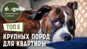 ТОП 5 КРУПНЫХ пород собак для КВАРТИРЫ