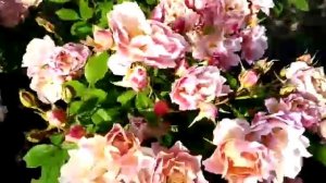 Обзор: Роза Сола - японская селекция