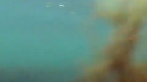 Подводная охота  Охота на пеленгаса, Чёрное море.