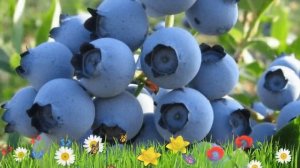 Голубика высокорослая Спартан ? Обзор: посадка и уход. саженцы, крупномеры: описание и особенности