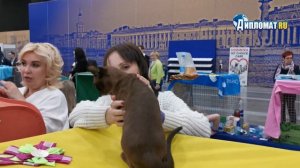 Выставка кошек в Санкт-Петербурге