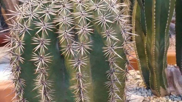 188. Коллекция КАКТУСОВ в Аптекарском огороде, часть 1 смотреть онлайн