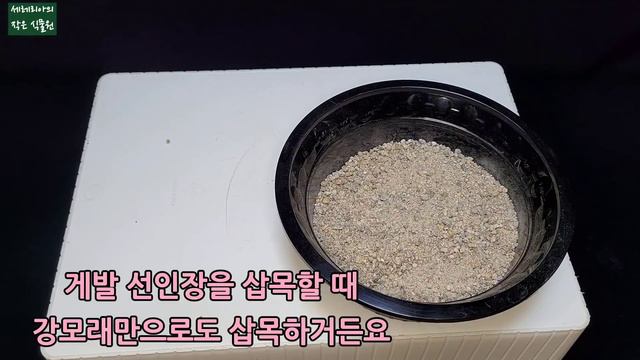 어떤 용토로 삽목을 해야 뿌리가 빨리 내릴까? 비교 실험 시작했어요 (게발 선인장 Schlumbergera truncata) смотреть онлайн