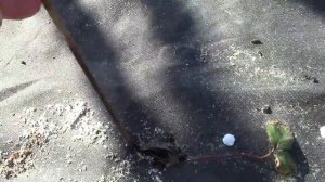 12.04.2017г.колоновидные груши сапфира и декора