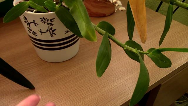 Orchids with flower spikes - General and specific tips Pt. 2 смотреть онлайн