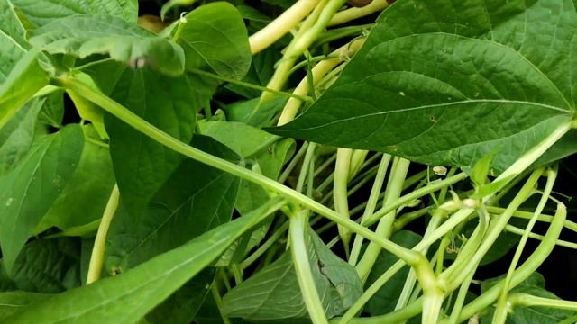 Спаржевая фасоль за 60 дней. Полезный диетический продукт. смотреть онлайн