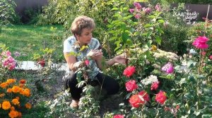 Цветы гортензии стали коричневыми  Как спасти гортензию