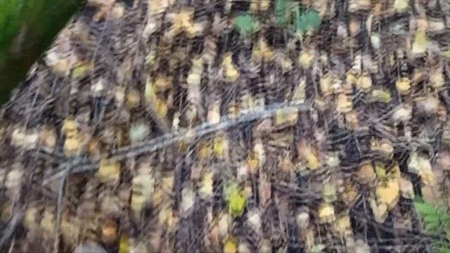 СОБИРАЕМ ГРИБЫ (ПАУТИНКИ). НОВАЯ ГРИБНАЯ ПОСАДКА! смотреть онлайн