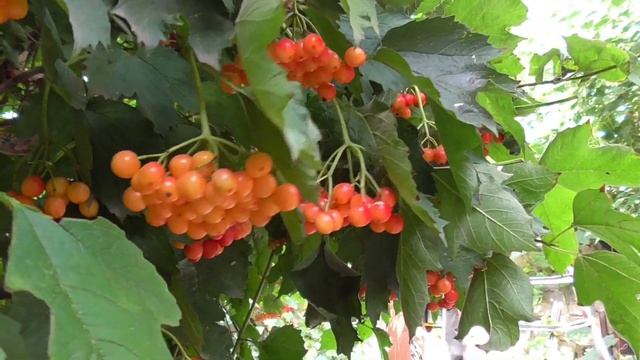 Если бы так можно было выращивать грибы дома. смотреть онлайн