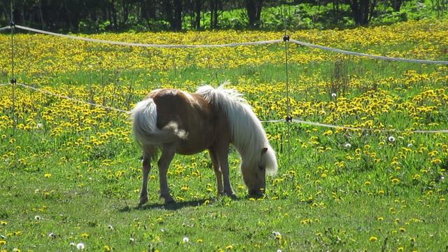 Малышку пони одолевают комары смотреть онлайн