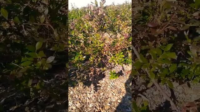 Промышленное выращивание Голубики, окончание сбор, подготовка к зиме. 10.09.21 смотреть онлайн