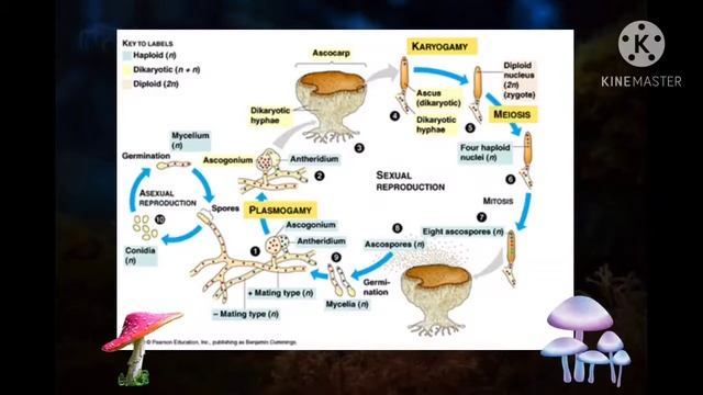 Perbedaan Siklus Hidup Ascomycota dan Basidiomycota || Protista dan Fungi смотреть онлайн