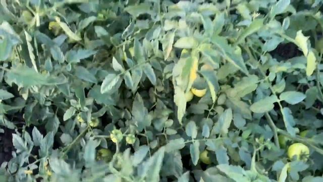 Линда F1 от компании Саката смотреть онлайн