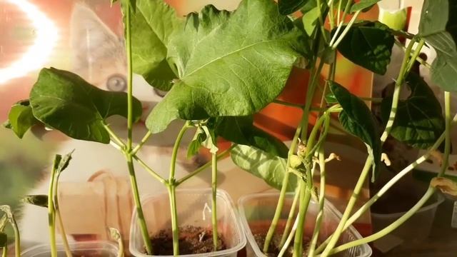 Самый лучший способ прорастить фасоль ! смотреть онлайн