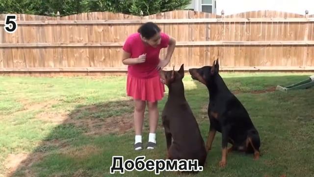 САМЫЕ ПРЕДАННЫЕ ПОРОДЫ СОБАК / ТОП 10 смотреть онлайн