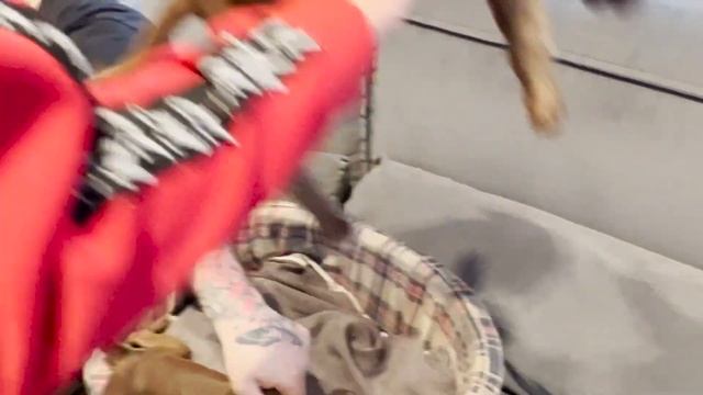 Щеночки ПИТБУЛЯ подросли. Делаем плановые процедуры смотреть онлайн