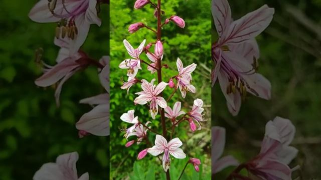 Ясенец кавказский. смотреть онлайн