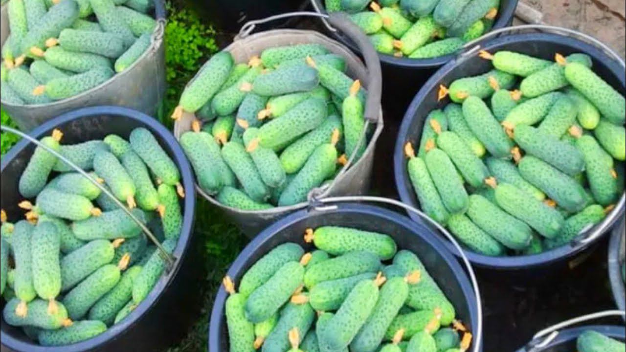 Вы не поверите, но это Лучшая подкормка для огурцов в Августе смотреть онлайн