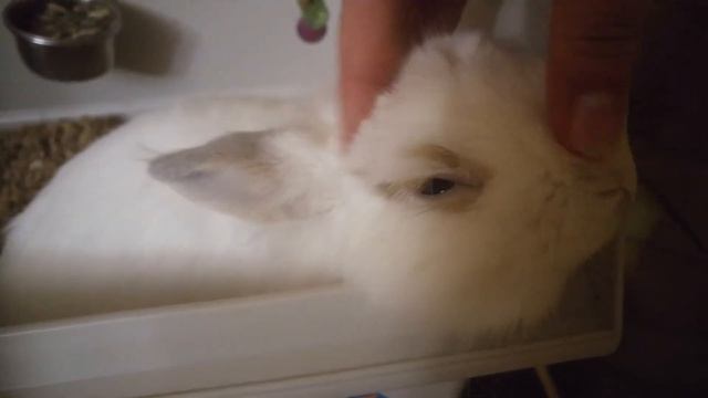 Декоративный кролик. смотреть онлайн