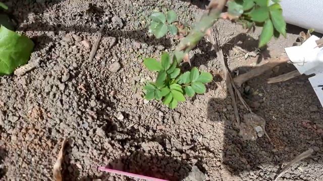 Розы из питомника Роза Дона, погибли в первую же зиму смотреть онлайн