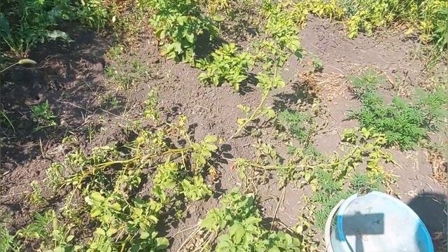 Урожай картофеля сорт галла 2022 Краснодарский край смотреть онлайн