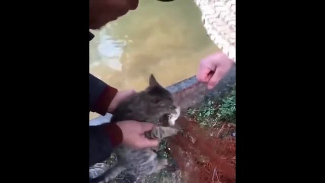Кот ворует рыбу / Cat steals fish смотреть онлайн
