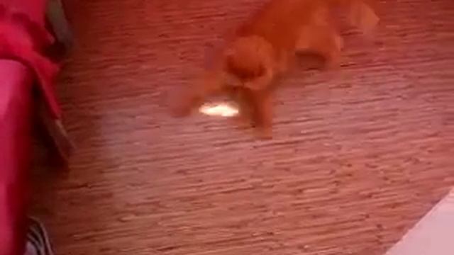 Кот танцует чечетку