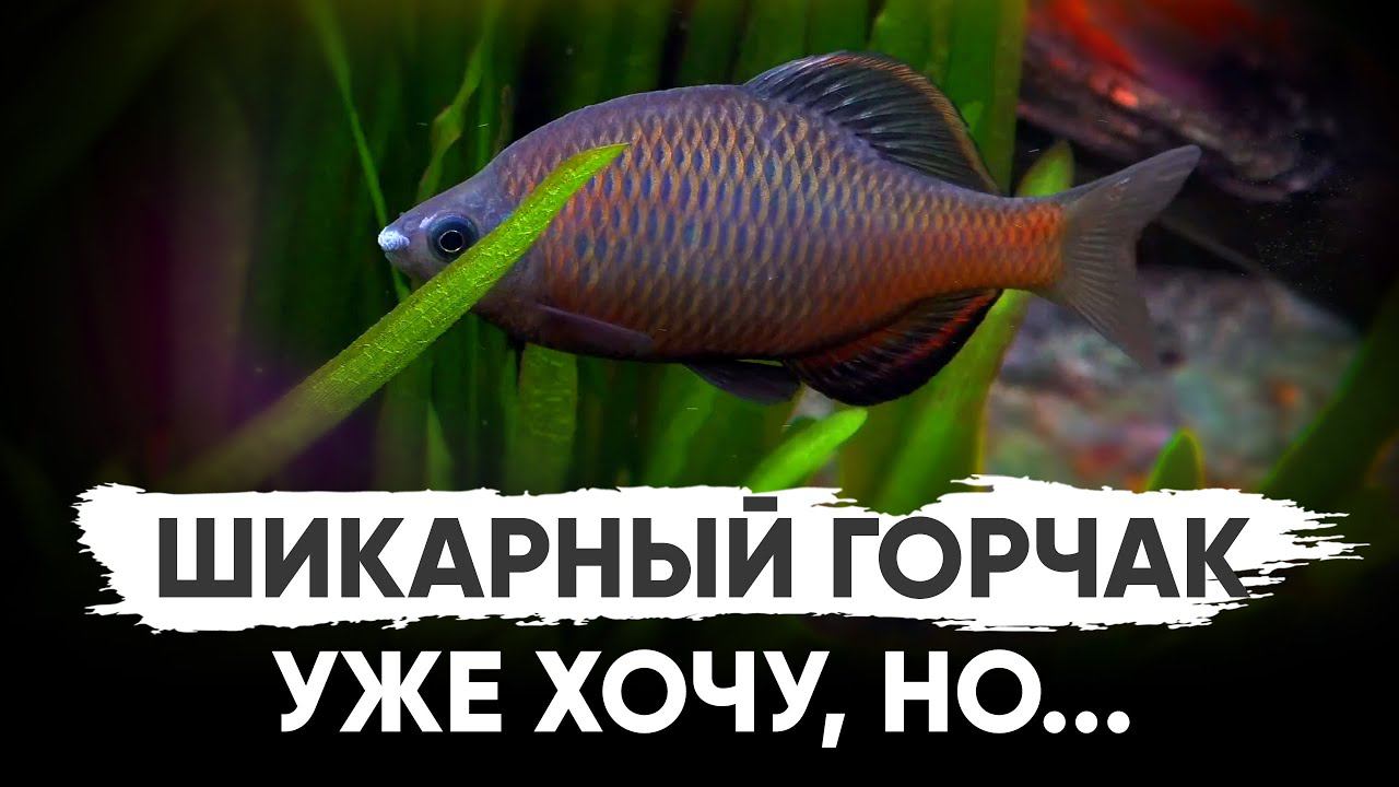 Горчак шикарный смотреть онлайн